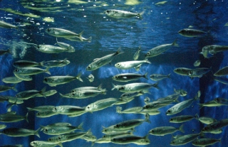 Peces de superficie